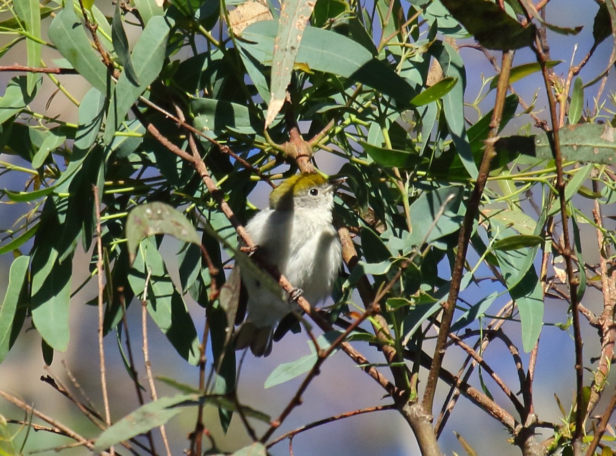 Chestnut-sided Warbler - Greg Gillson