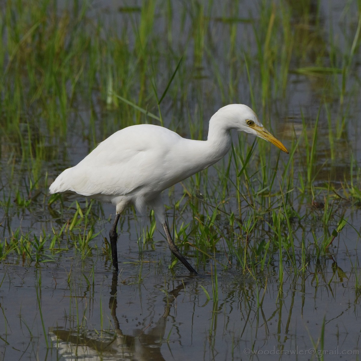 黃頭鷺 - ML133051651