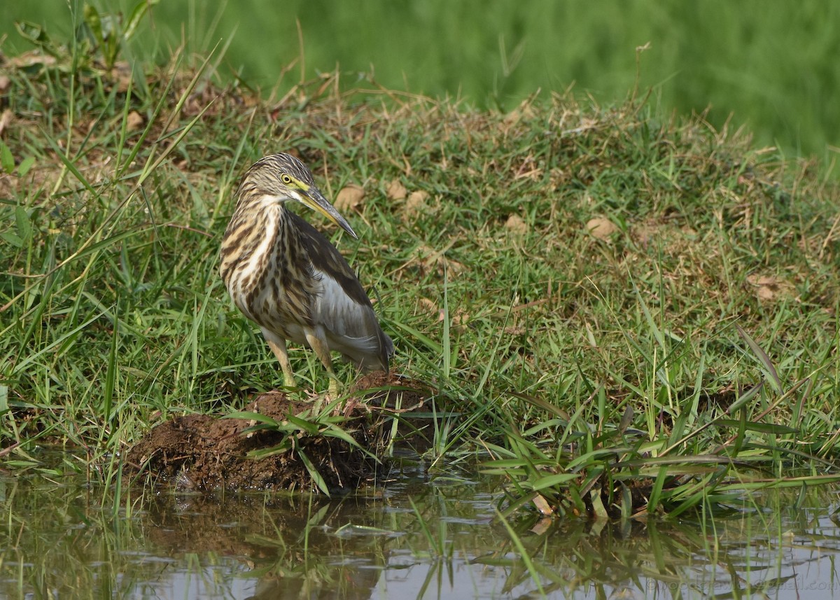 印度池鷺 - ML133051741