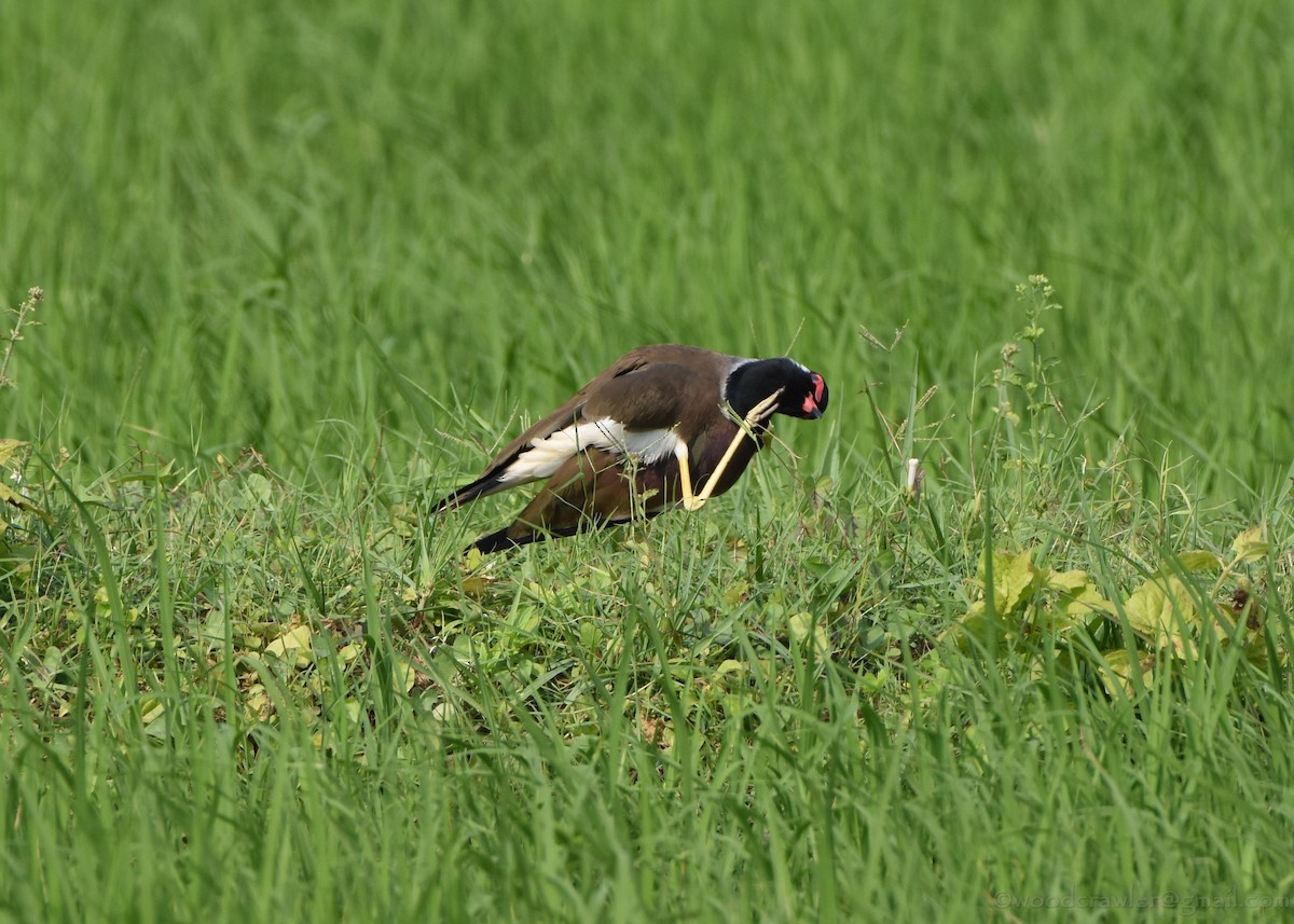 Red-wattled Lapwing - ML133052041