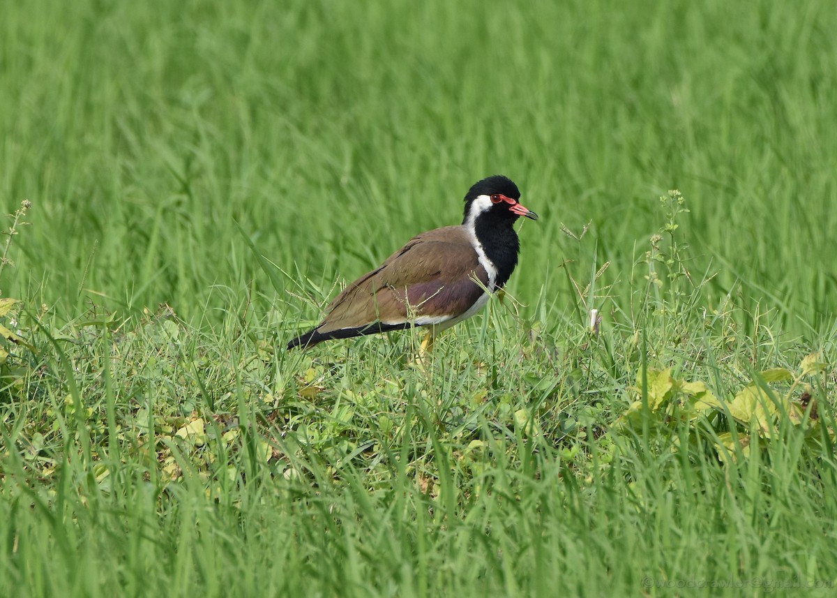 Red-wattled Lapwing - ML133052101