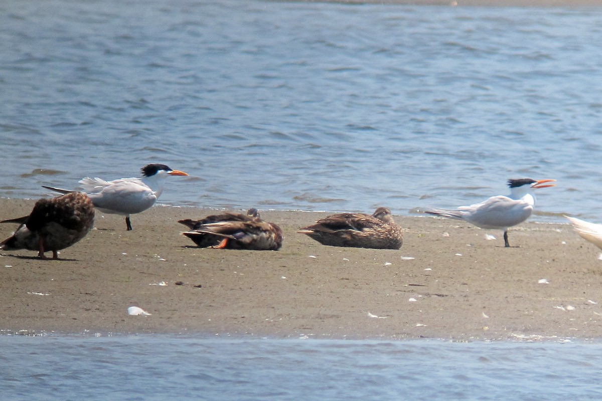 Royal Tern - Christine Whitebread