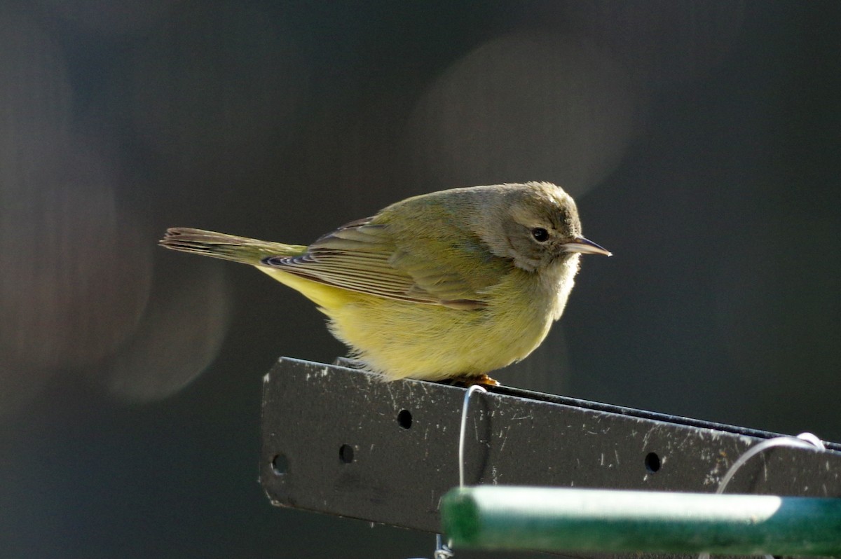 Orange-crowned Warbler - ML133052141