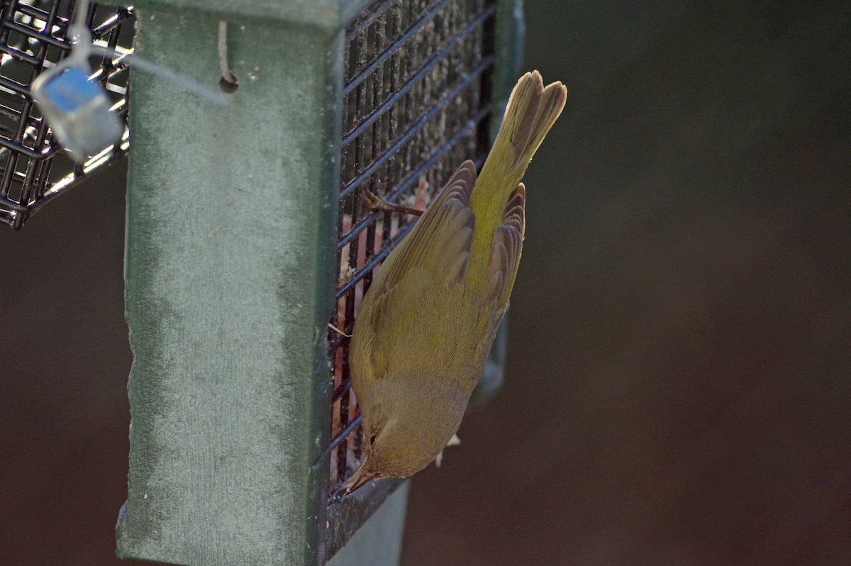Orange-crowned Warbler - ML133052161