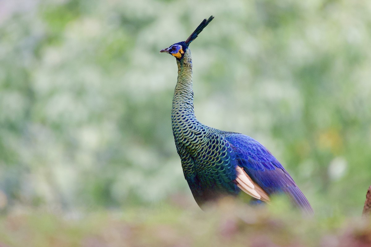 Green Peafowl - ML133052231