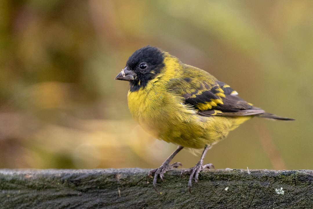 Hooded Siskin - ML133053311