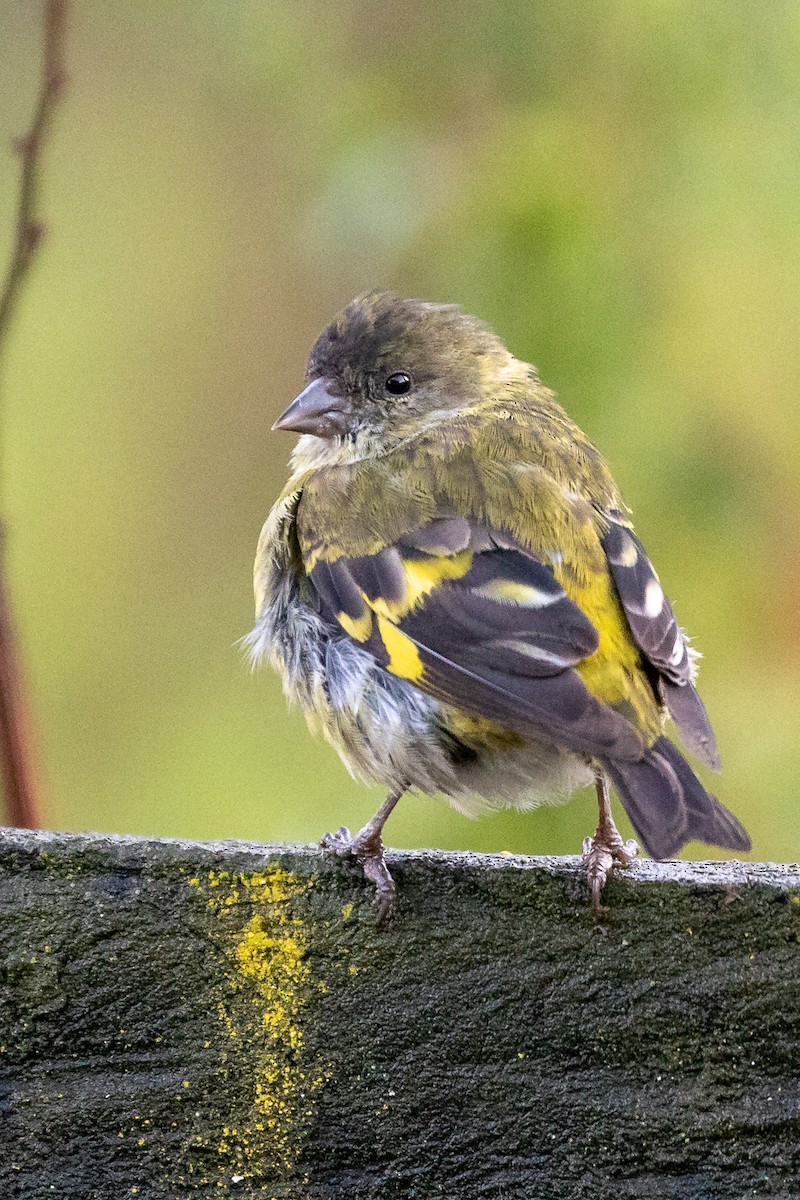 Hooded Siskin - ML133053351