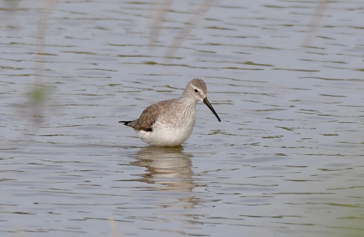 Stilt Sandpiper - Adam Dudley