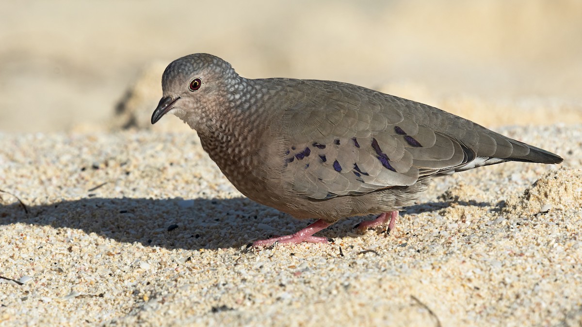 Common Ground Dove - Tim White