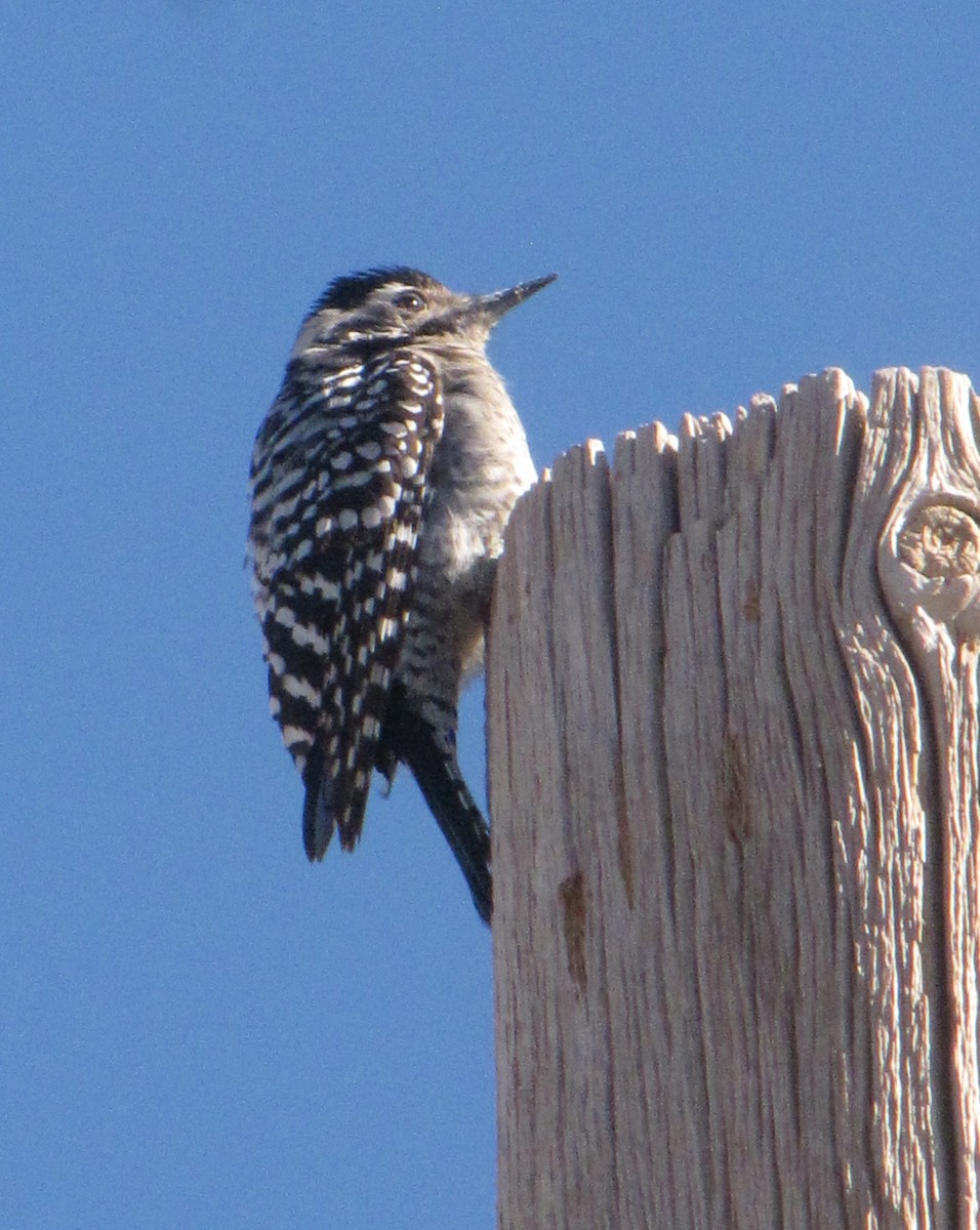 Ladder-backed Woodpecker - Richard Breisch