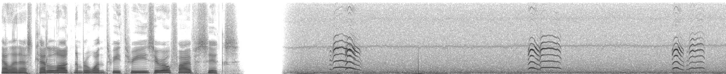 Whiskered Auklet - ML133056