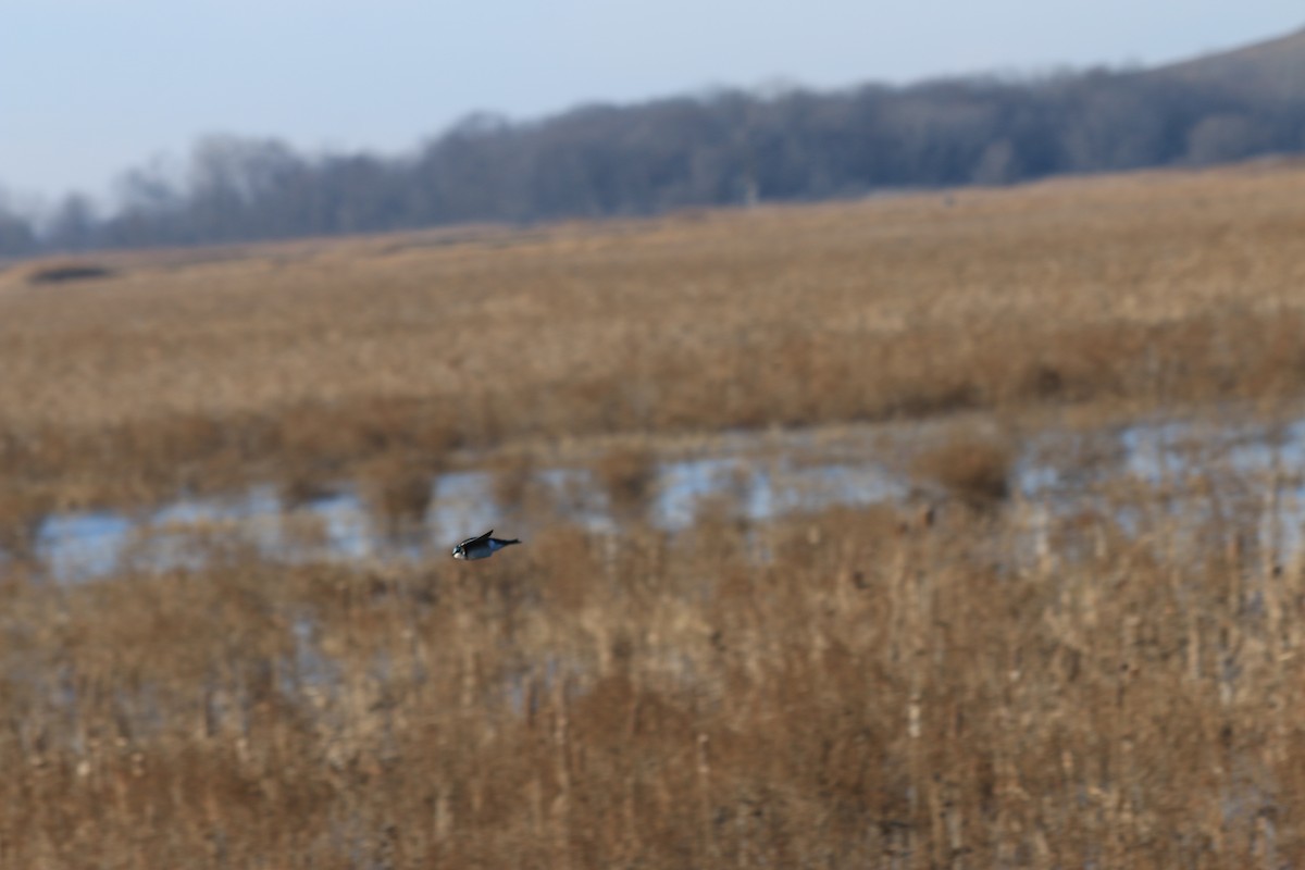 Tree Swallow - ML133056571