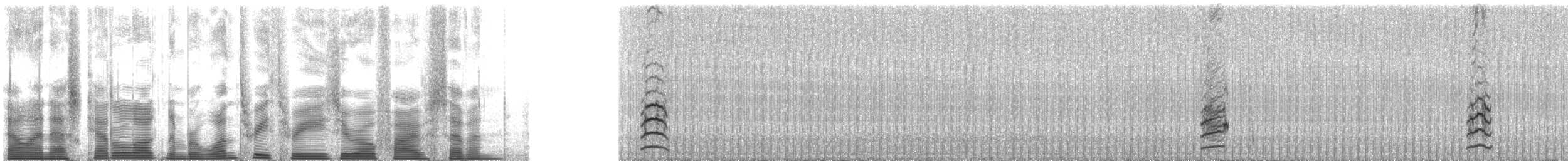 Whiskered Auklet - ML133057