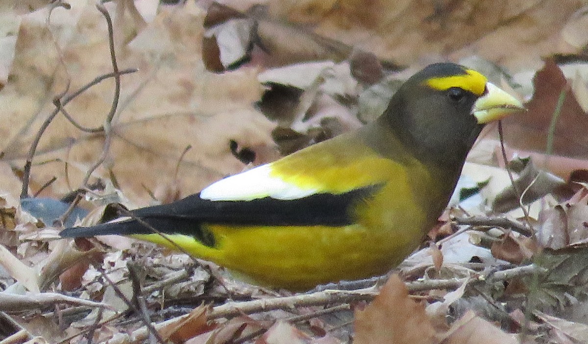 Evening Grosbeak - ML133057441