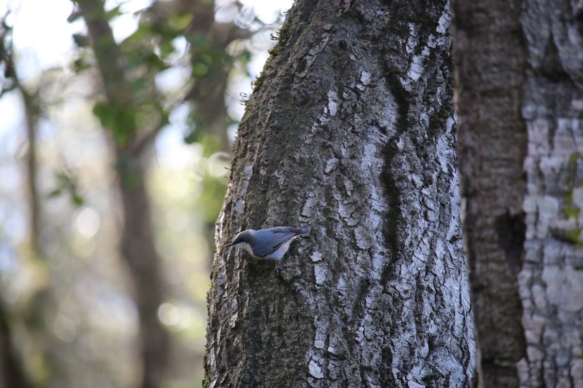 Pygmy Nuthatch - ML133059021