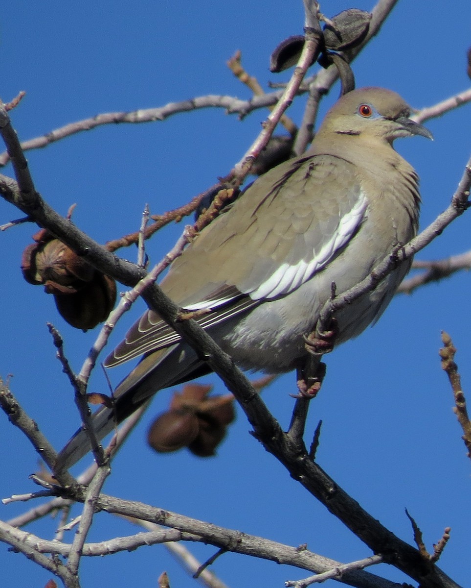 White-winged Dove - Diane Drobka