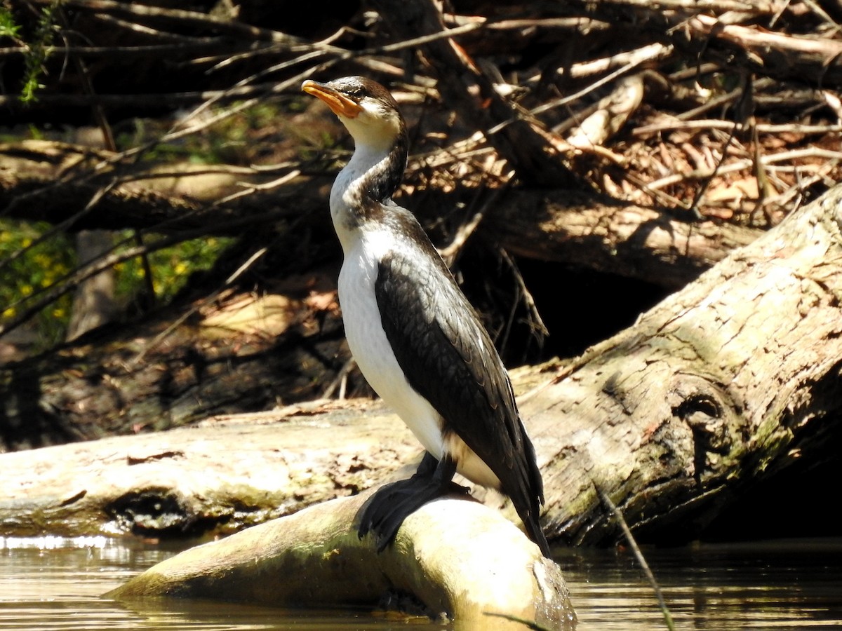 Little Pied Cormorant - ML133060081