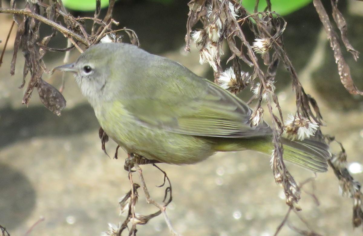 Orange-crowned Warbler - ML133060401
