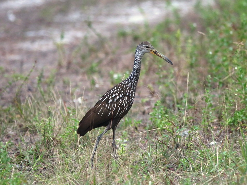 Limpkin - Brad Bergstrom