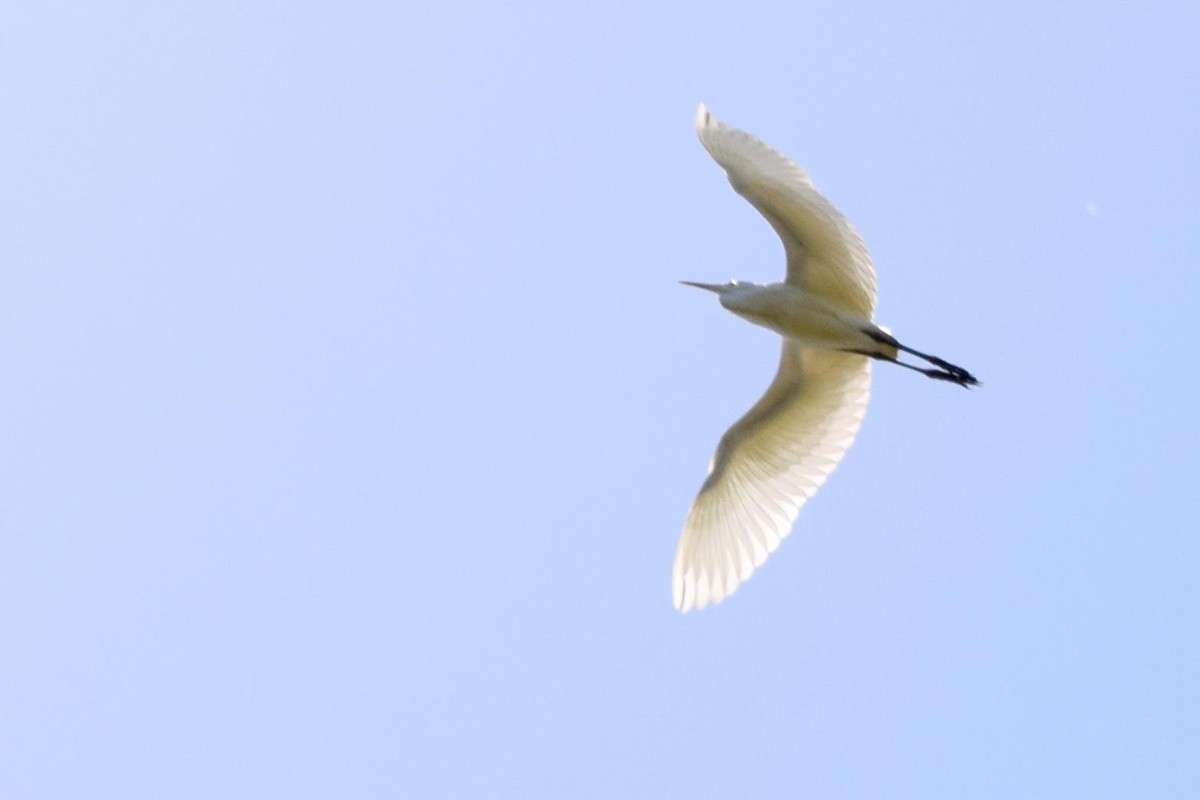 white egret sp. - Dexter Gamboa