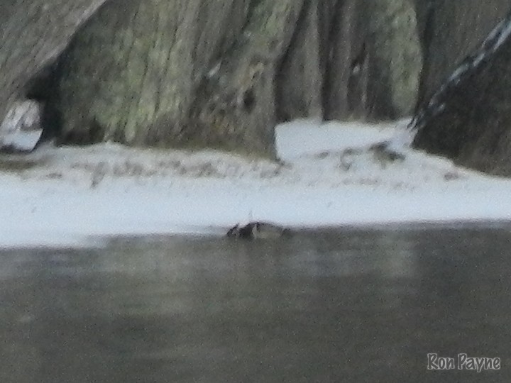 Wood Duck - Ron Payne