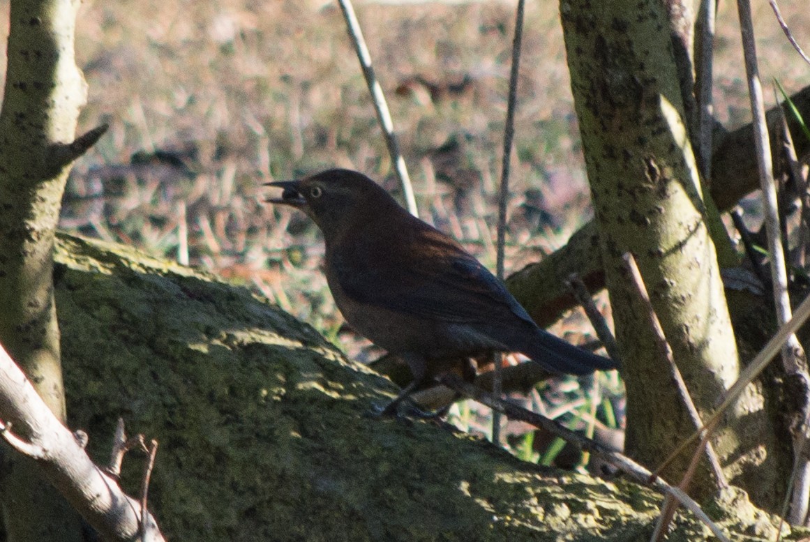 Quiscale rouilleux - ML133063151