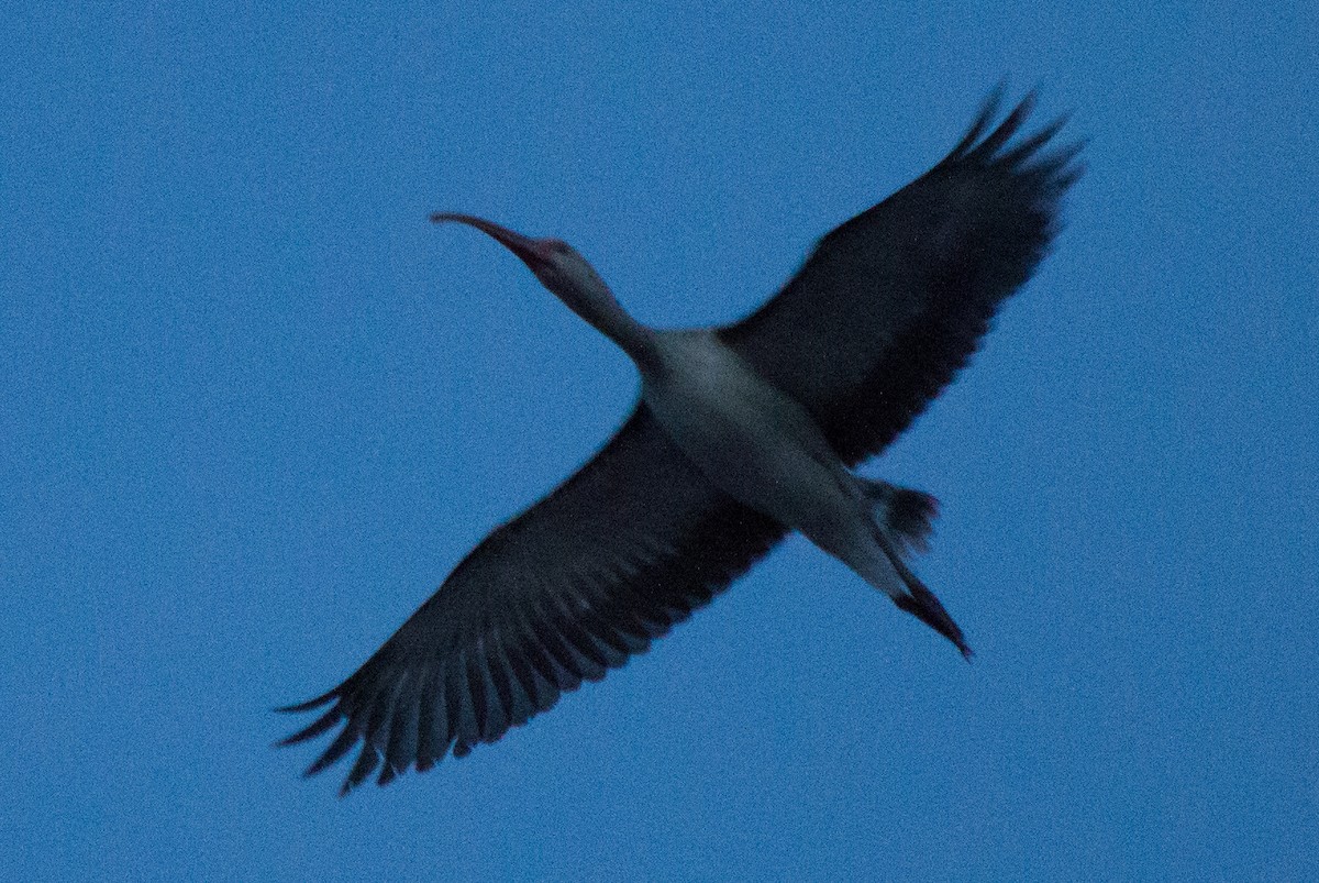 White Ibis - ML133063471