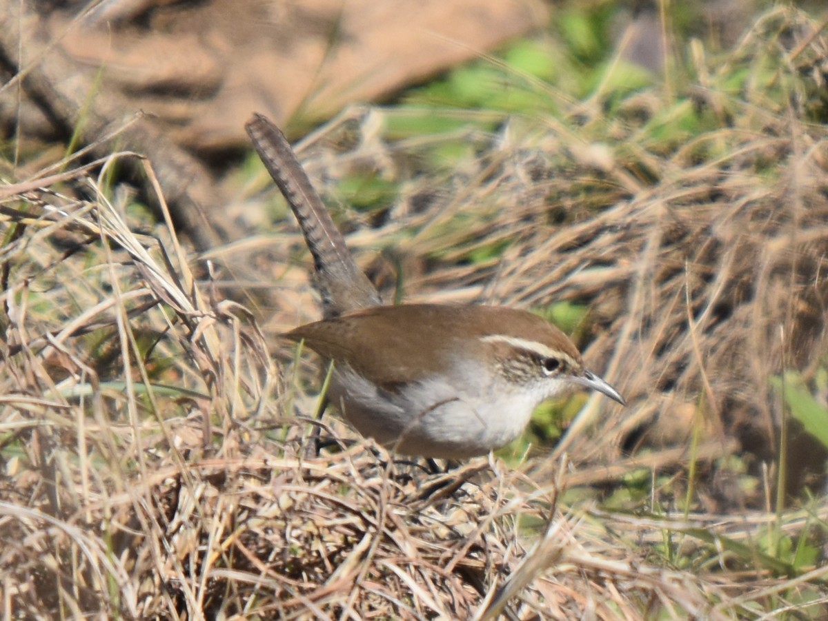 Bewick's Wren - ROBERT DOE