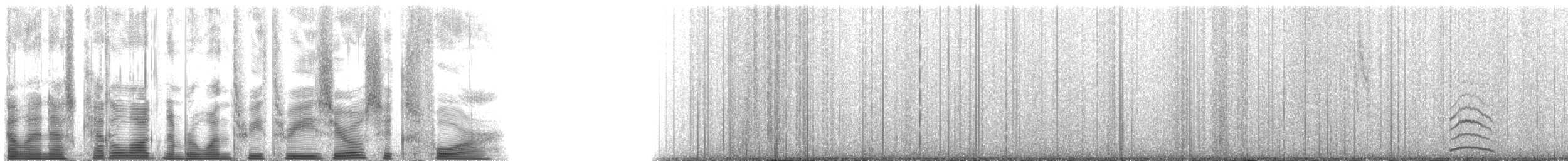 Whiskered Auklet - ML133064