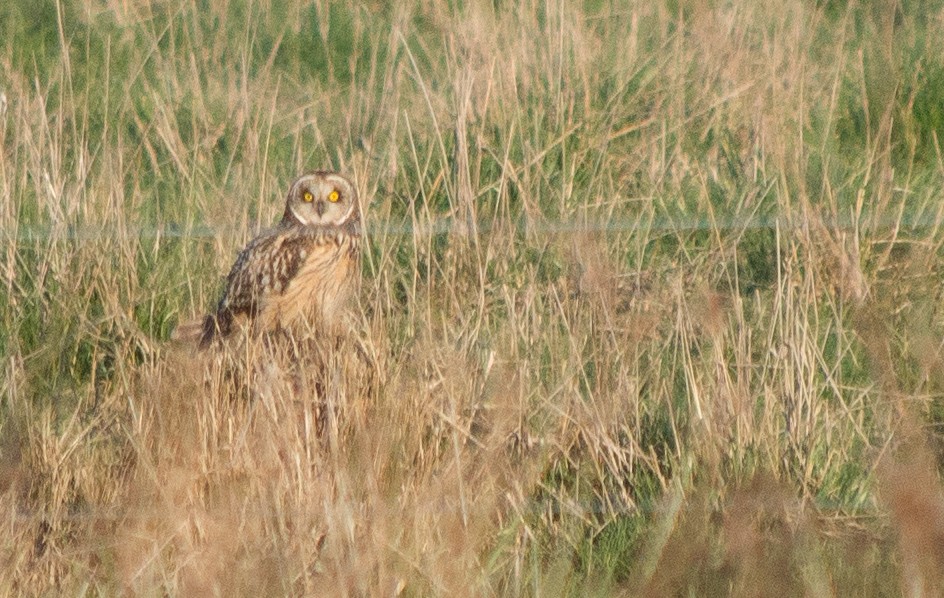 Short-eared Owl - Lynda Elkin