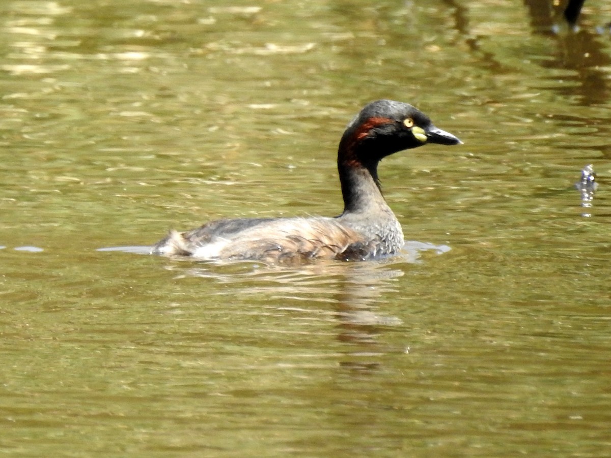 Australasian Grebe - ML133066381