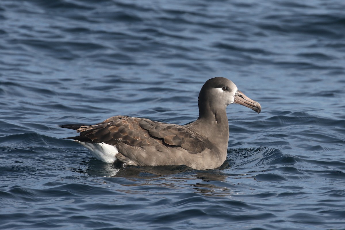 Black-footed Albatross - Blair Dudeck