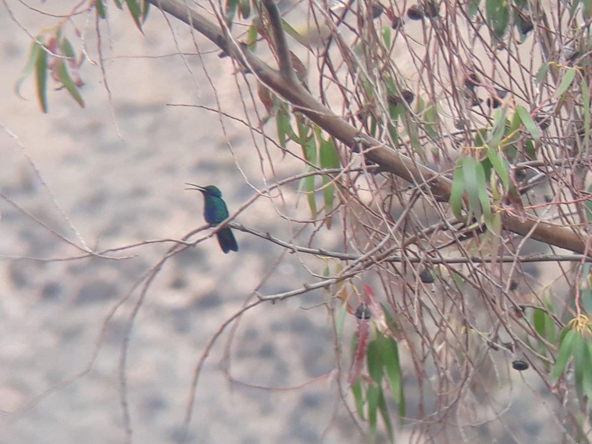 Sparkling Violetear - Charly Moreno Taucare 🥈