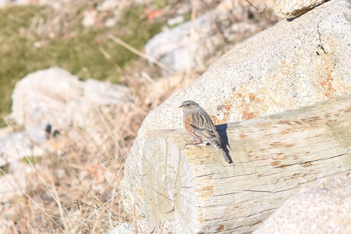 Alpine Accentor - Eduardo Realinho