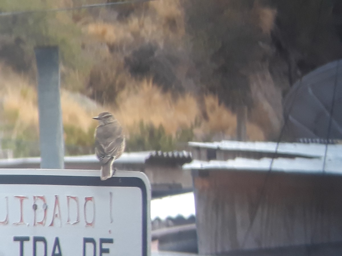 Black-billed Shrike-Tyrant - ML133069731