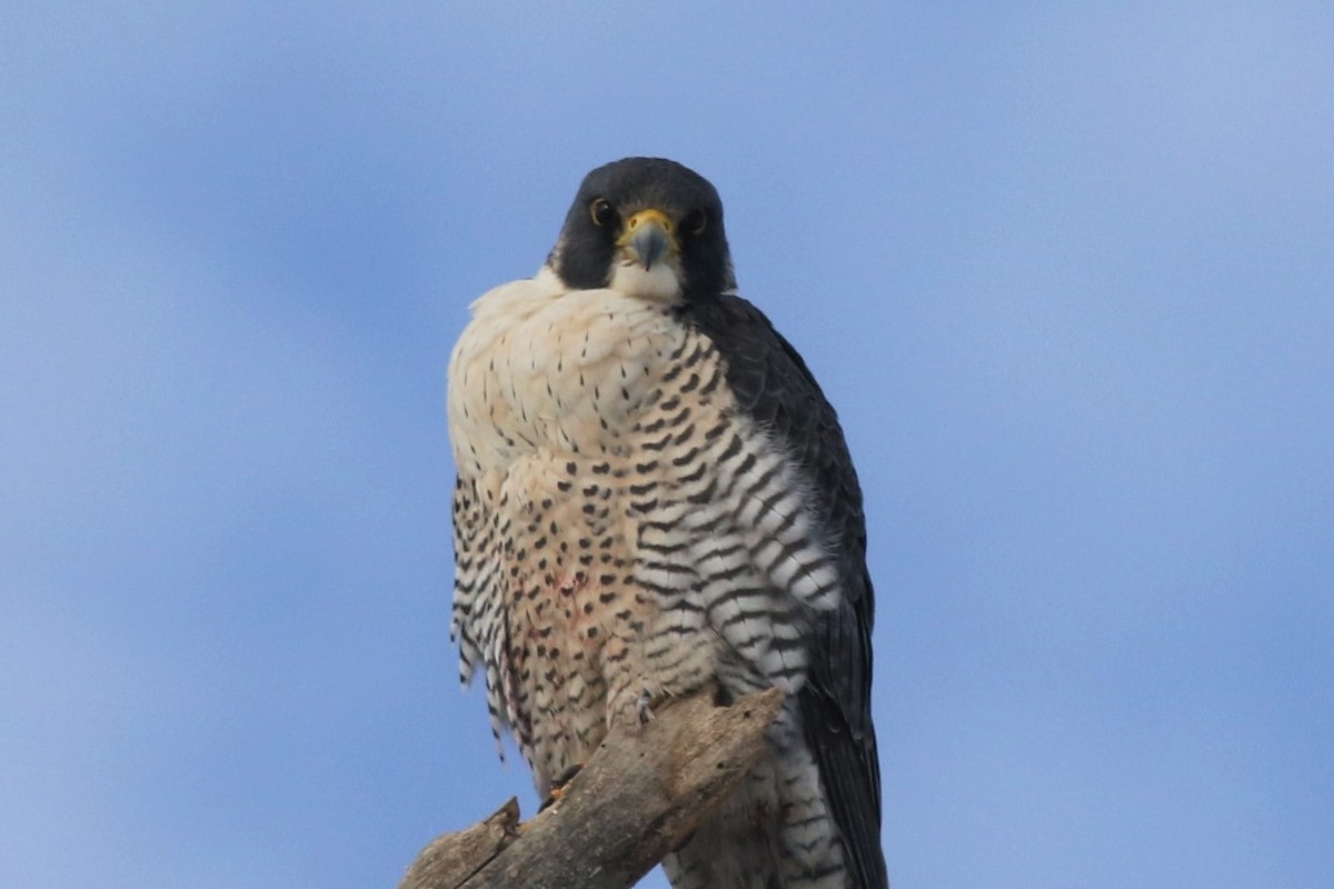 Peregrine Falcon - ML133070491