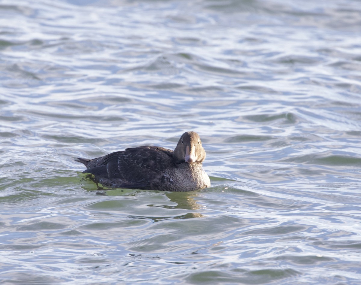 King Eider - John P Richardson