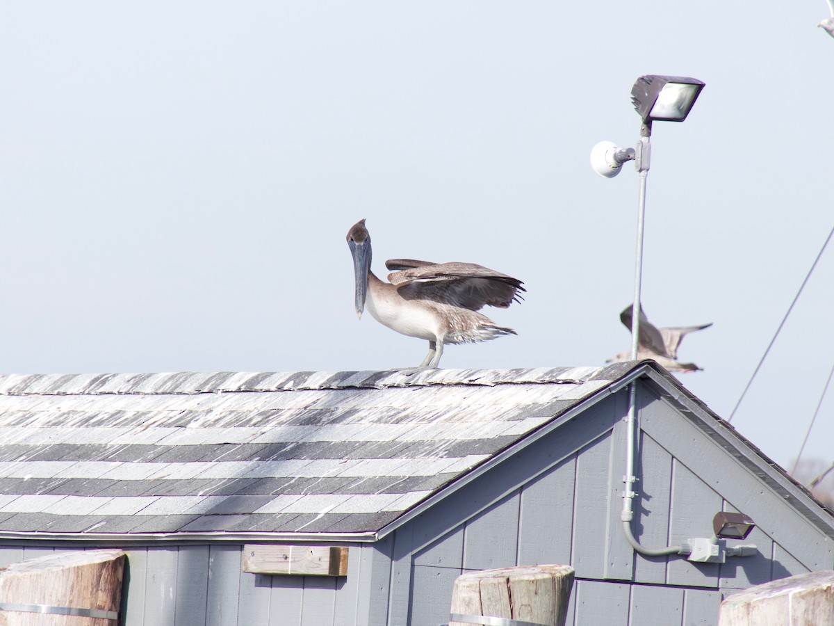 Brown Pelican - ML133071371