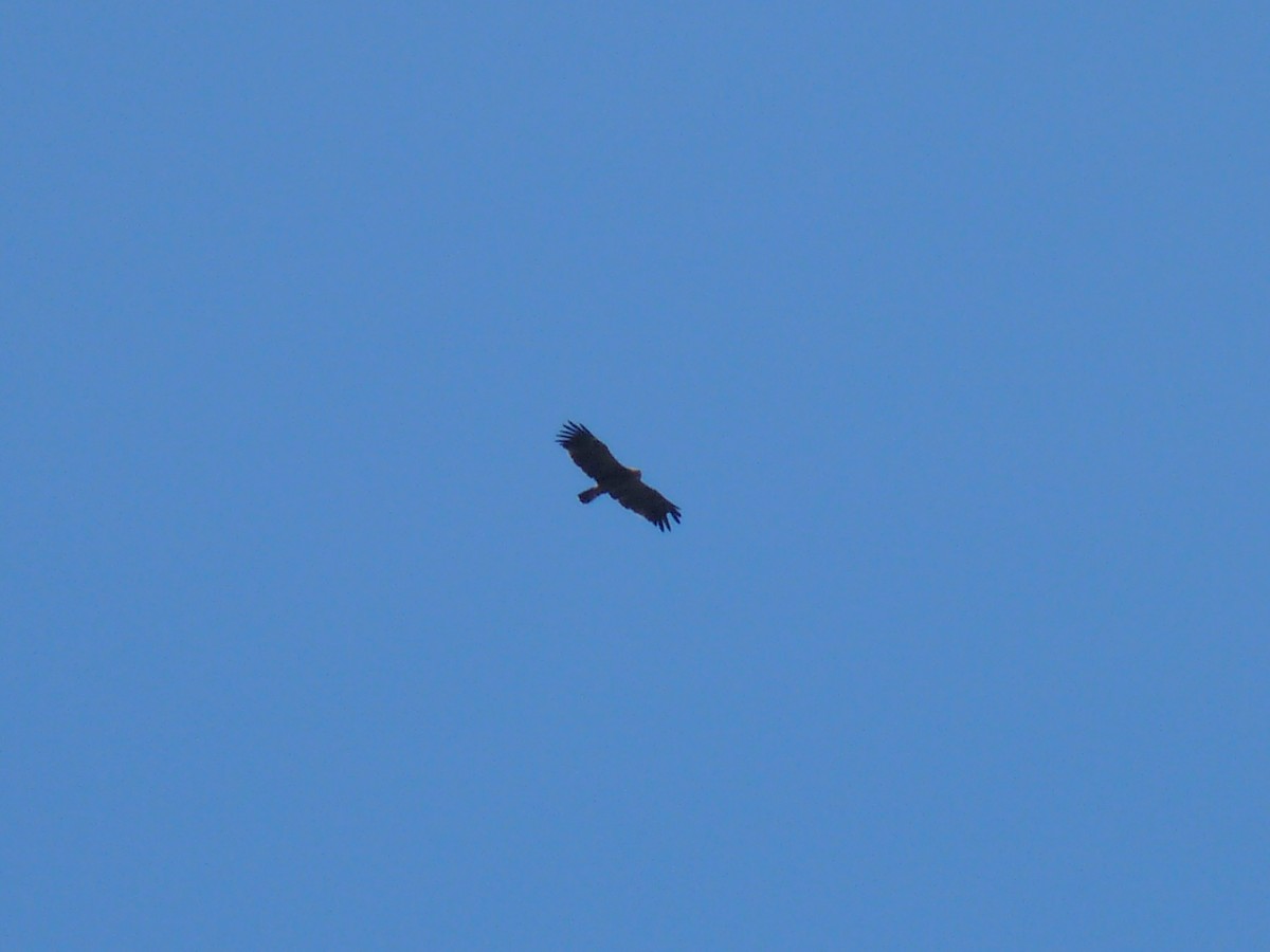 Lesser Spotted Eagle - ML133071961