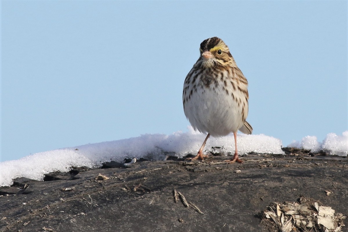 Savannah Sparrow - ML133072041