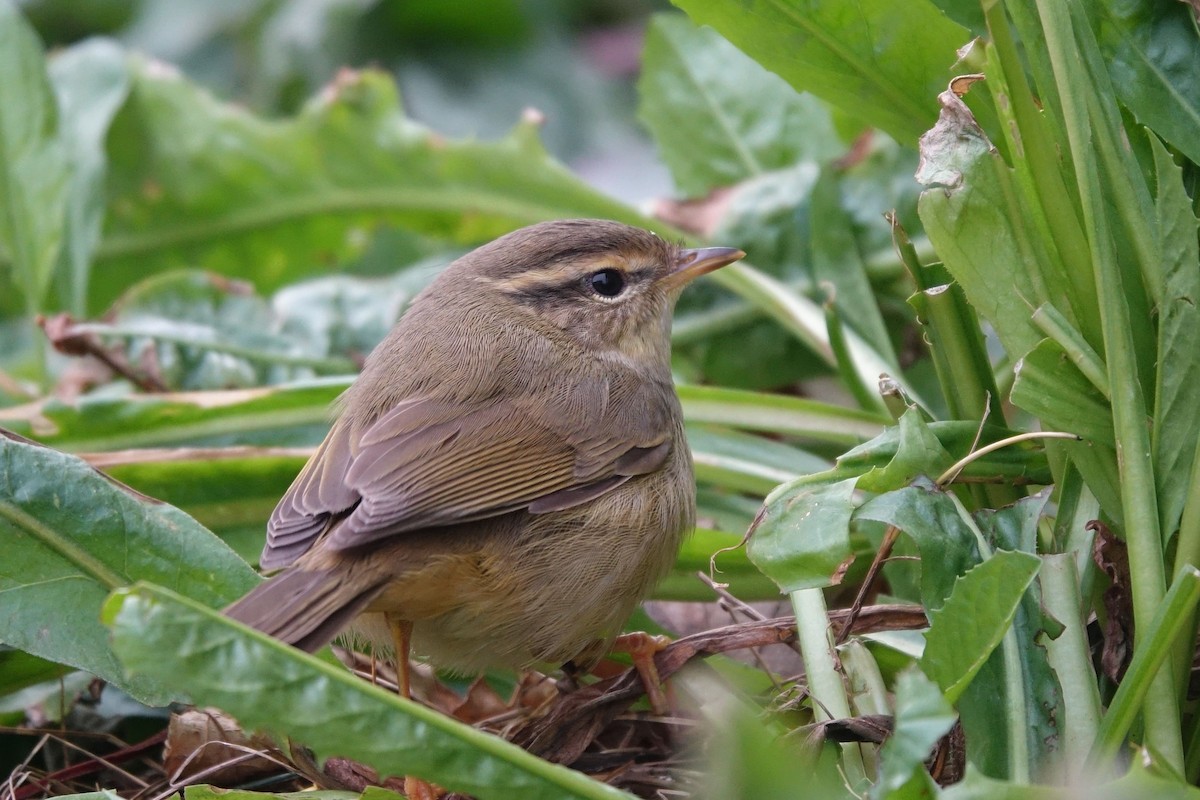 Radde's Warbler - ML133072071