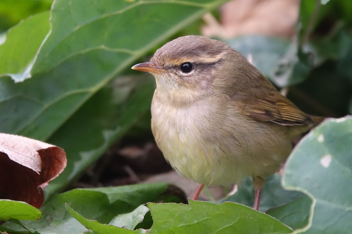 Radde's Warbler - Daniel König