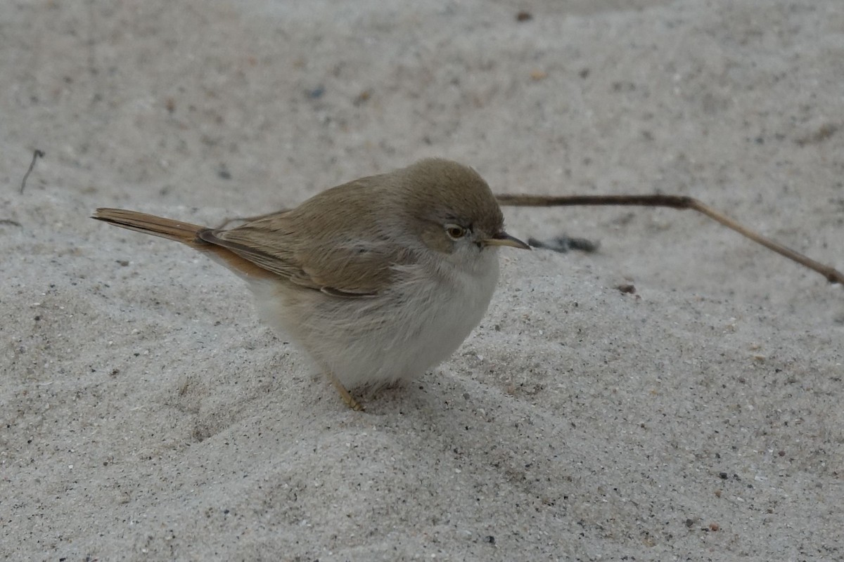 Asian Desert Warbler - ML133072271