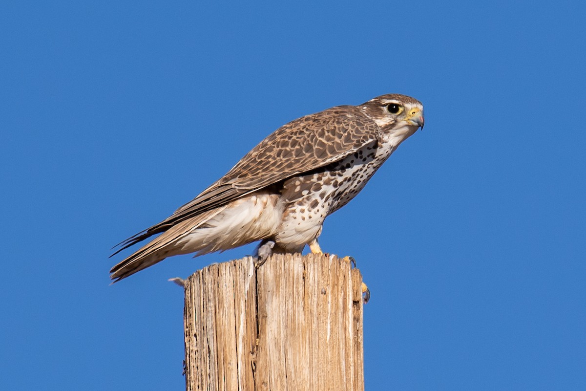 Prairie Falcon - Chris S. Wood