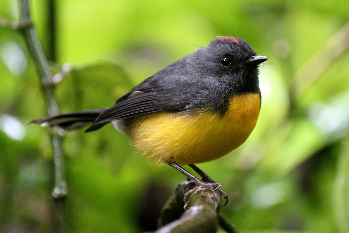 Slate-throated Redstart - ML133073421