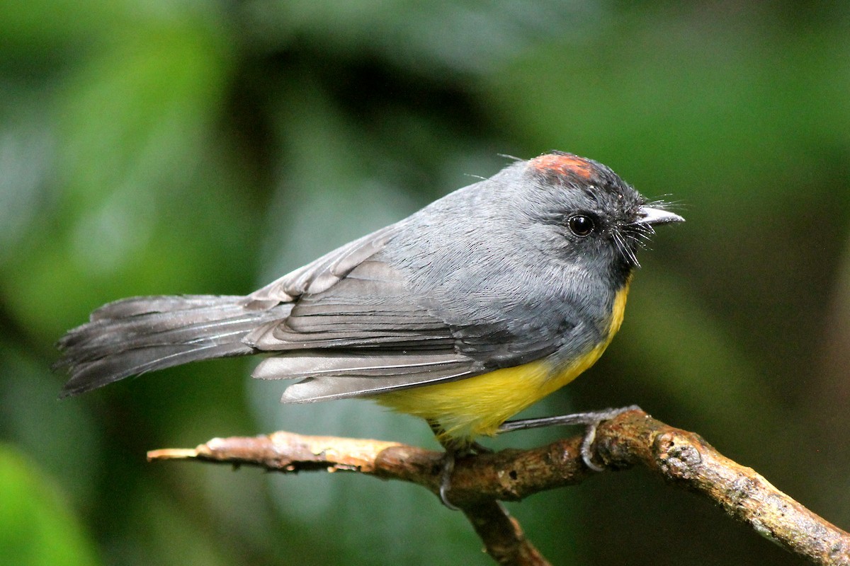 Slate-throated Redstart - ML133073541