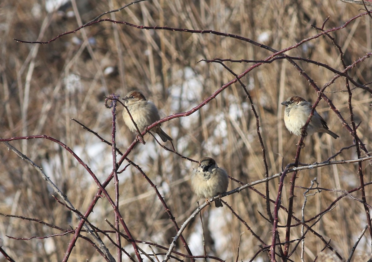 House Sparrow - ML133073691