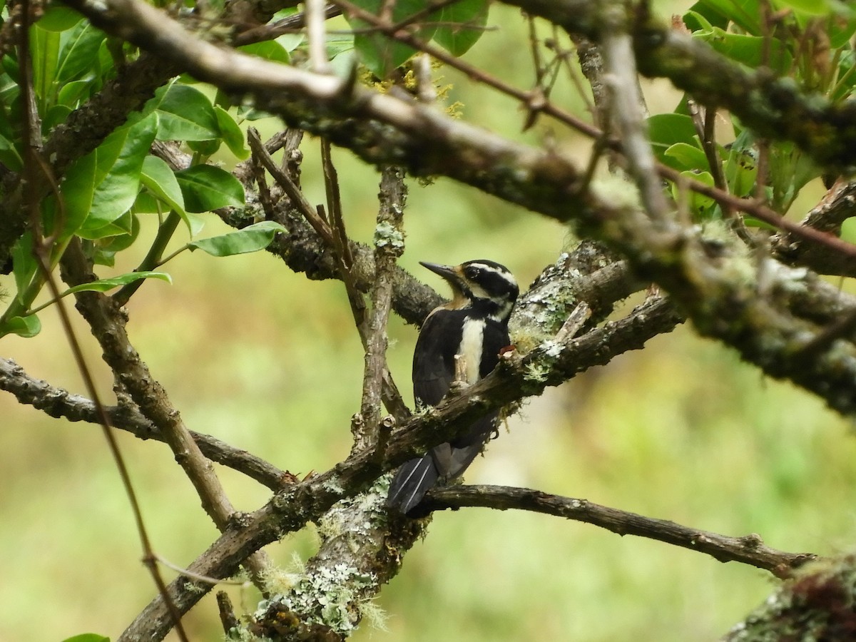 Hairy Woodpecker - ML133074051