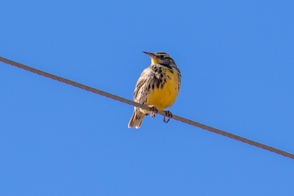 Western Meadowlark - ML133074221