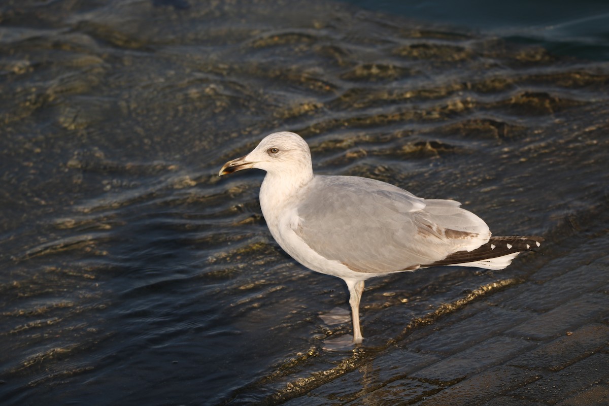 Yellow-legged Gull - Adrián González González